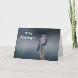 Card / Western Bluebird / Frohe Weihnachten! Feiertagskarte