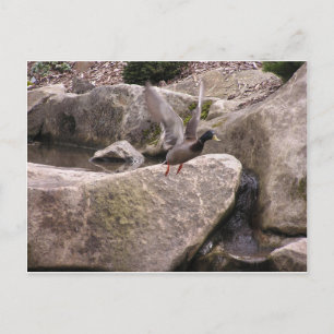 Card: Z Postcard: Nature Kubota Park, Seattle, WA Postkarte
