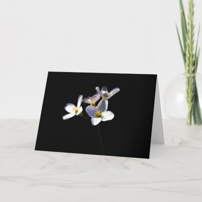 Cardamine Pratensis Blume GC Karte (Vorderseite)