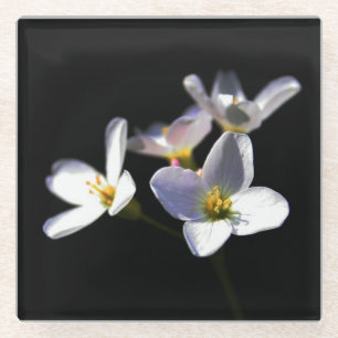 Cardamine Pratensis Blume Küstenercna Glasuntersetzer