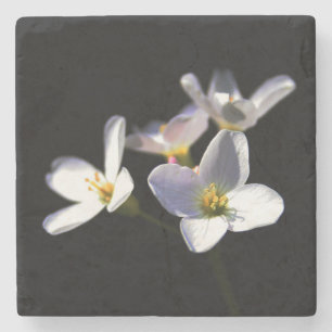 Cardamine Pratensis Blume Küstenercna Steinuntersetzer