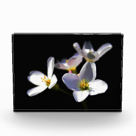 Cardamine Pratensis Blume pbcnm Fotoblock