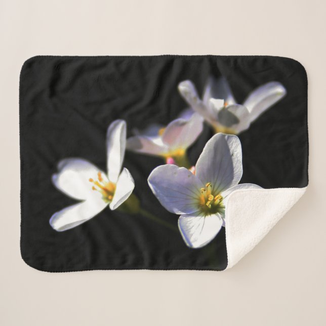 Cardamine Pratensis Blume sbcnm Sherpadecke (Vorderseite (Horizontal))