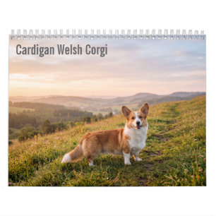 Cardigan Welsh Corgi 2027 Wandkalender