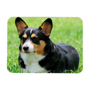 Cardigan Welsh Corgi Magnet