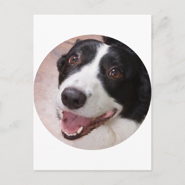 Cardigan Welsh Corgi Postkarte (Vorderseite)