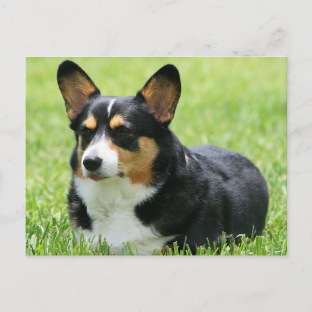 Cardigan Welsh Corgi Postkarte (Vorderseite)
