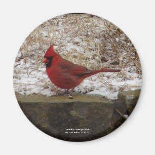 Cardinal Hot Springs Nat. Park Mountain AR Geschen Magnet