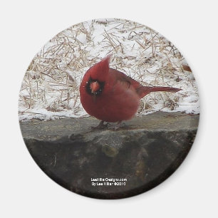 Cardinal Hot Springs Nat. Park Mt AR Geschenke Bek Magnet