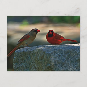 Cardinal Pair: Old Lynchburg City Cemetery Postkarte