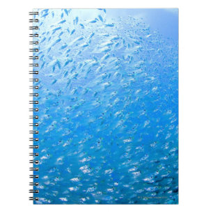 Cardinalfishes, die underwater schwimmen notizblock