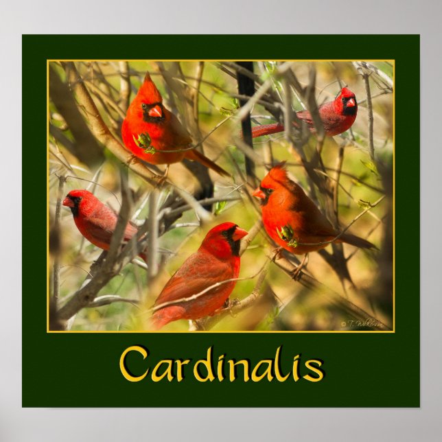 Cardinalis - POSTER - Collage of Kardinals (Vorne)