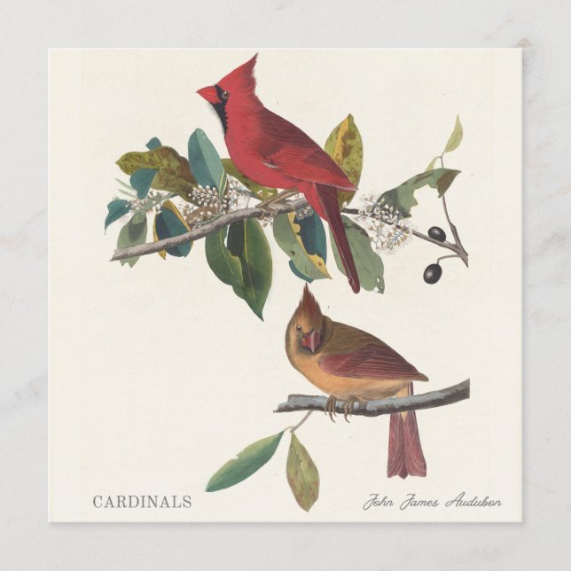 Cardinals by John James Audubon (Vorderseite)