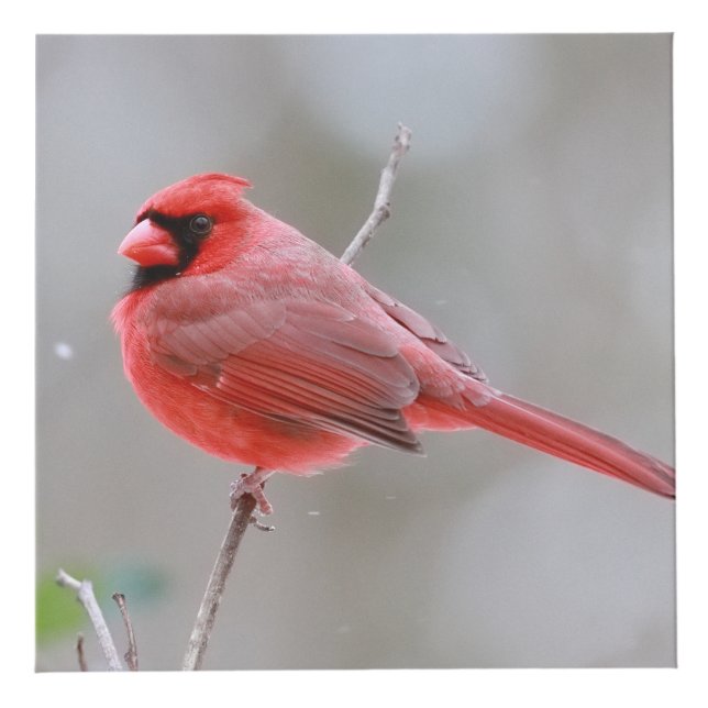 Cardinals_Photo_Cube Würfel (Oberseite)