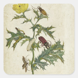 Cardos Spinosus: Beetles and Caterpillars, Plattfo Quadratischer Aufkleber
