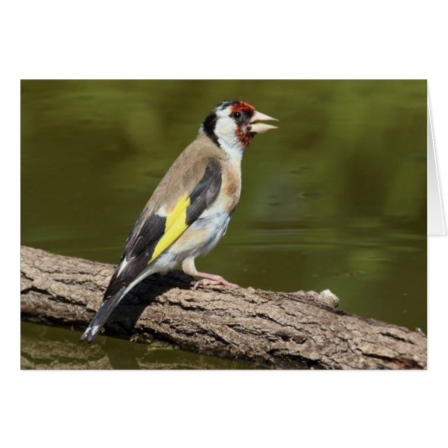 Carduelis carduelis (Vorderseite (Horizontal))