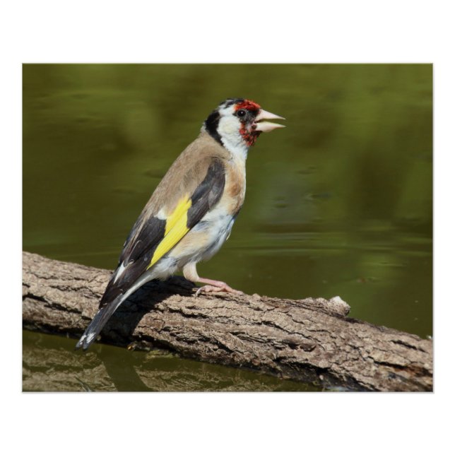 Carduelis carduelis poster (Vorderseite)