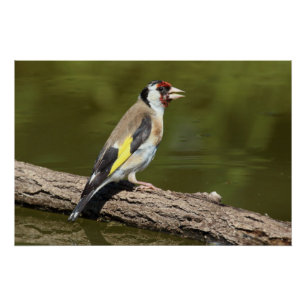 Carduelis carduelis poster