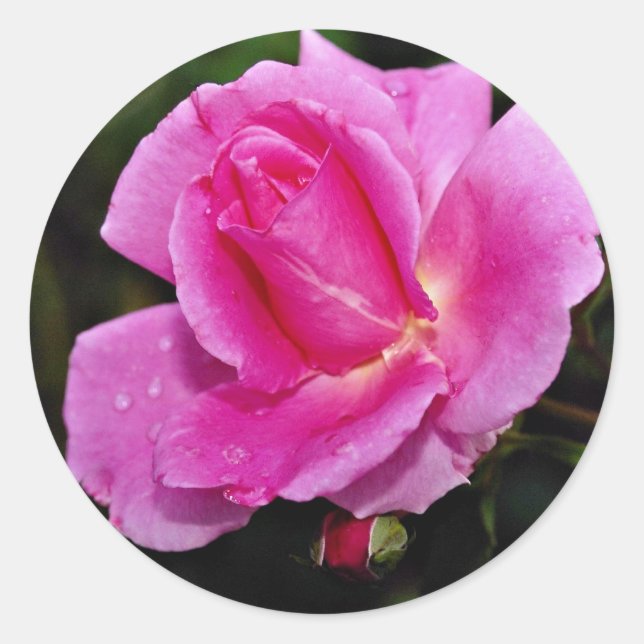 Carefree Beauty Shrub Rose 'Bucbi' Weiße Blume Runder Aufkleber (Vorderseite)