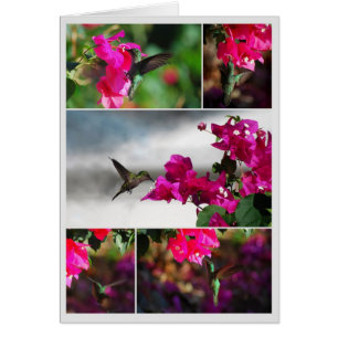 Carib Hummingbird Collage