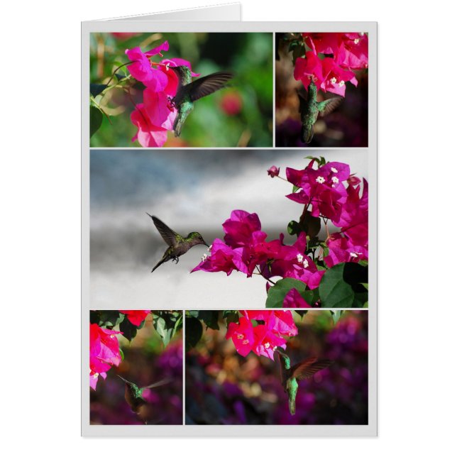 Carib Hummingbird Collage (Vorne)