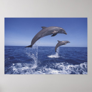 Caribbean, Bottlenose dolphins Tursiops 3 Poster