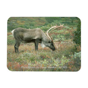 Caribbean Buck Grazing Magnet