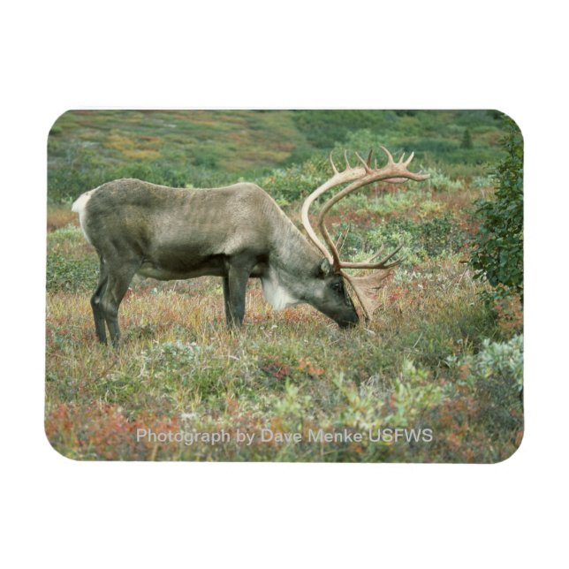 Caribbean Buck Grazing Magnet (Horizontal)