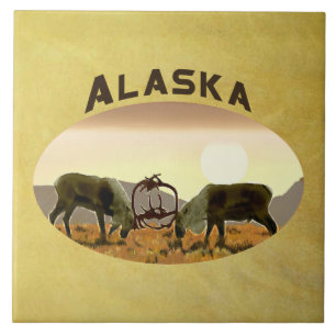 Caribbean Duel - Alaska Fliese