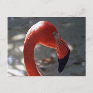 Caribbean Flamingo Postkarte