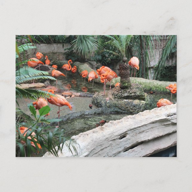 Caribbean Flamingos # 12 Postkarte (Vorderseite)