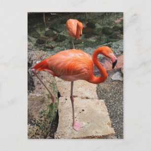 Caribbean Flamingos # 4 Postkarte
