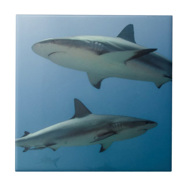 Caribbean Reef Shark Fliese (Vorderseite)