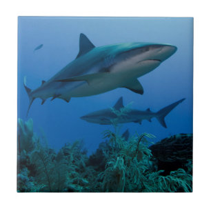 Caribbean Reef Shark Jardines de la Reina Fliese