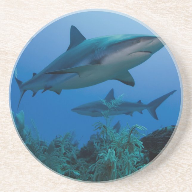 Caribbean Reef Shark Jardines de la Reina Getränkeuntersetzer (Vorne)