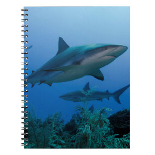 Caribbean Reef Shark Jardines de la Reina Notizblock
