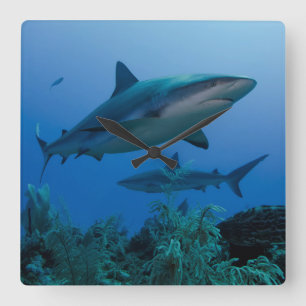 Caribbean Reef Shark Jardines de la Reina Quadratische Wanduhr