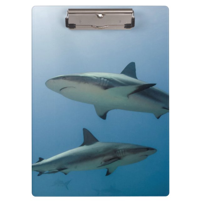 Caribbean Reef Shark Klemmbrett (Vorderseite)