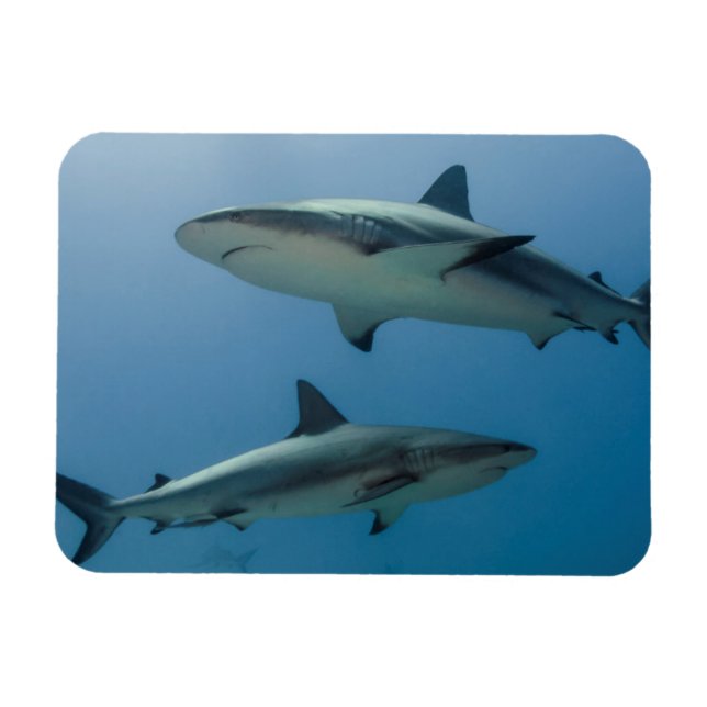 Caribbean Reef Shark Magnet (Horizontal)