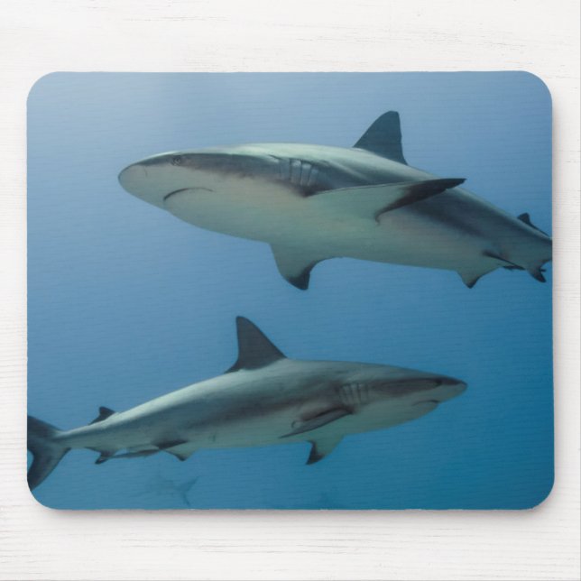 Caribbean Reef Shark Mousepad (Vorne)