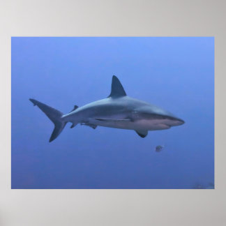 Caribbean Reef Shark Poster