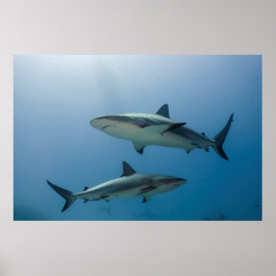 Caribbean Reef Shark Poster