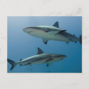 Caribbean Reef Shark Postkarte