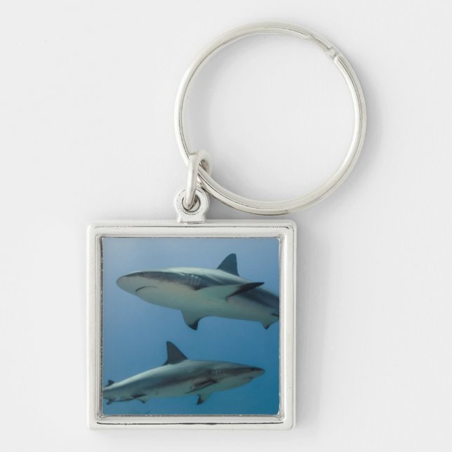 Caribbean Reef Shark Schlüsselanhänger (Vorne)