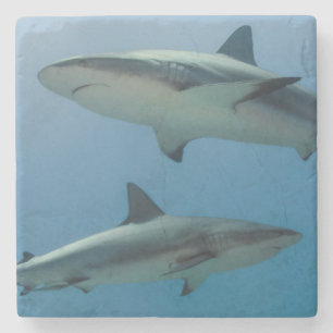 Caribbean Reef Shark Steinuntersetzer