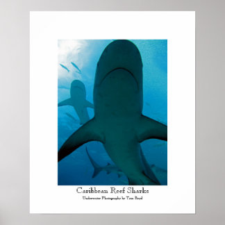 Caribbean Reef Sharks Poster