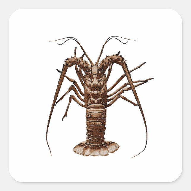 Caribbean Spiny Lobster Quadratischer Aufkleber (Vorderseite)
