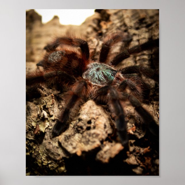 Caribena Versicolor Pink Toe Tarantula Poster (Vorne)