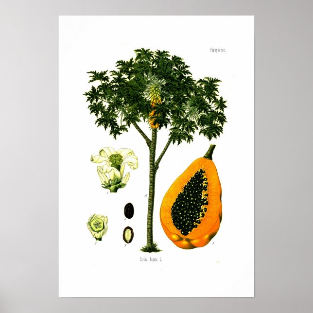 Carica papaya (Papaya) Poster (Vorne)