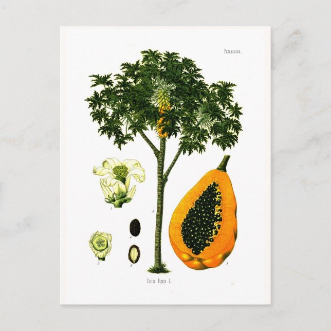 Carica papaya (Papaya) Postkarte (Vorderseite)